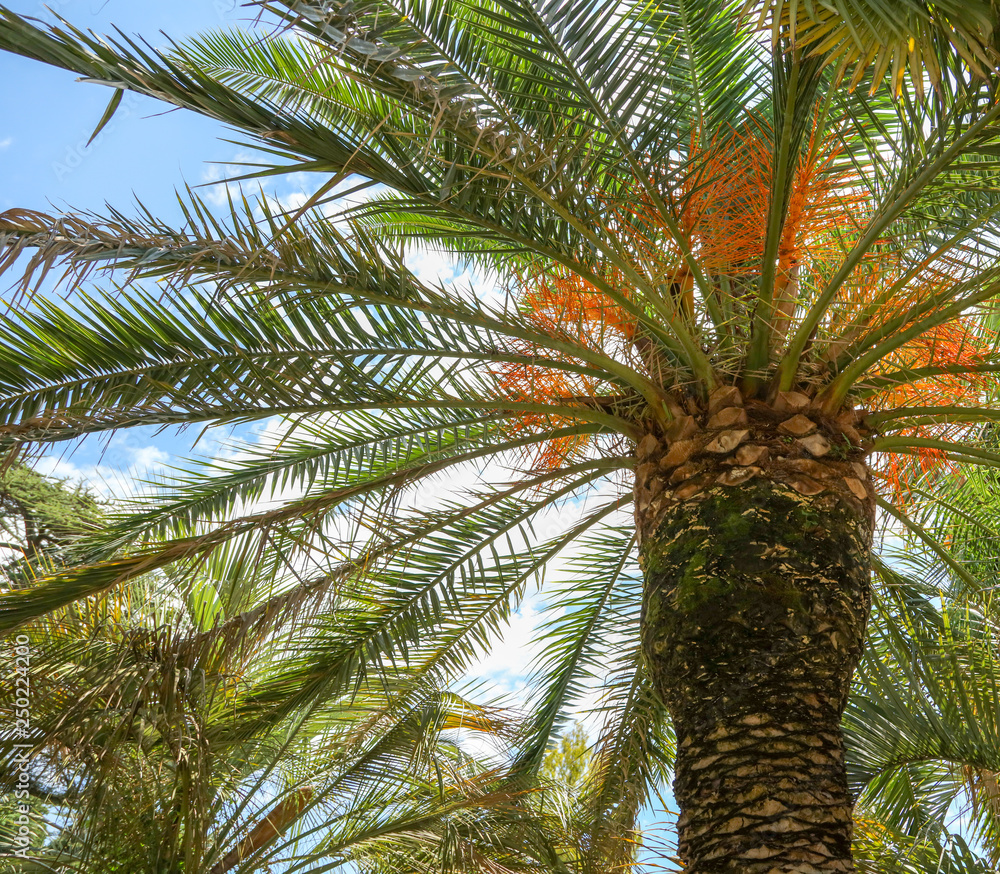 Fototapeta premium Palm trees in the park. Subtropical climate