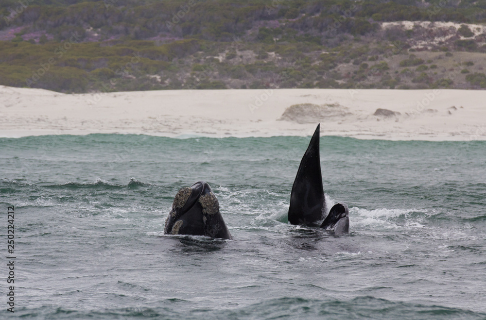 Fototapeta premium Southern Right Whale swimming near Hermanus, Western Cape. South Africa.
