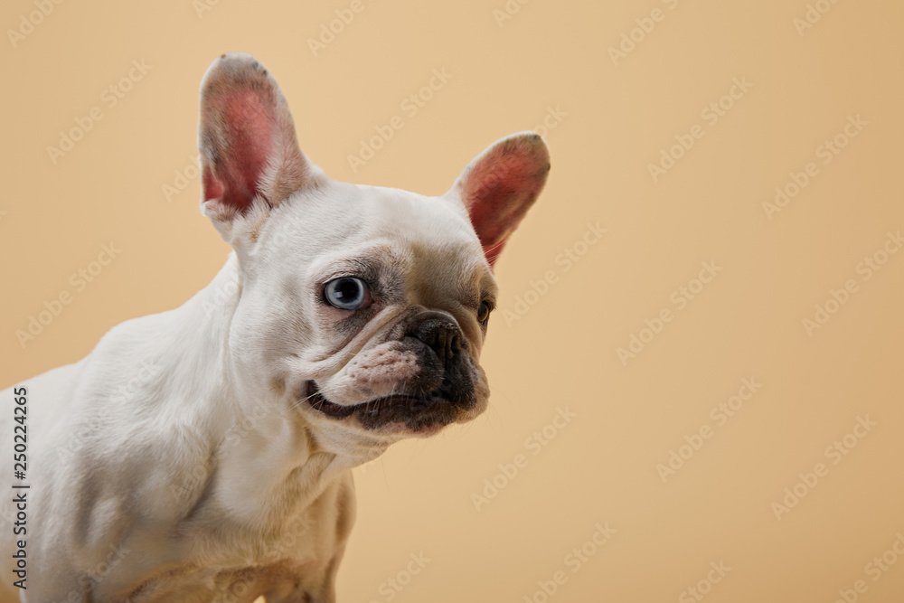 french bulldog with dark nose and mouth on beige background