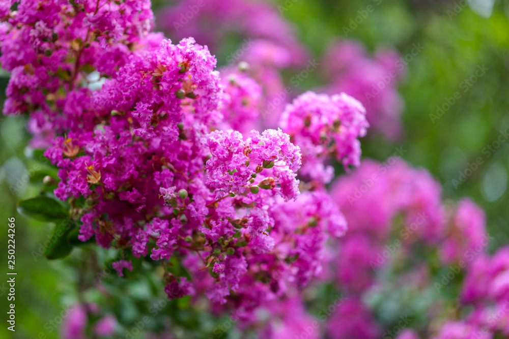 Beautiful pink flowers on a tree in the park