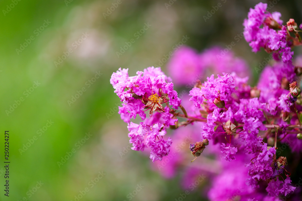 Beautiful pink flowers on a tree in the park Beautiful pink flowers on a tree in the park