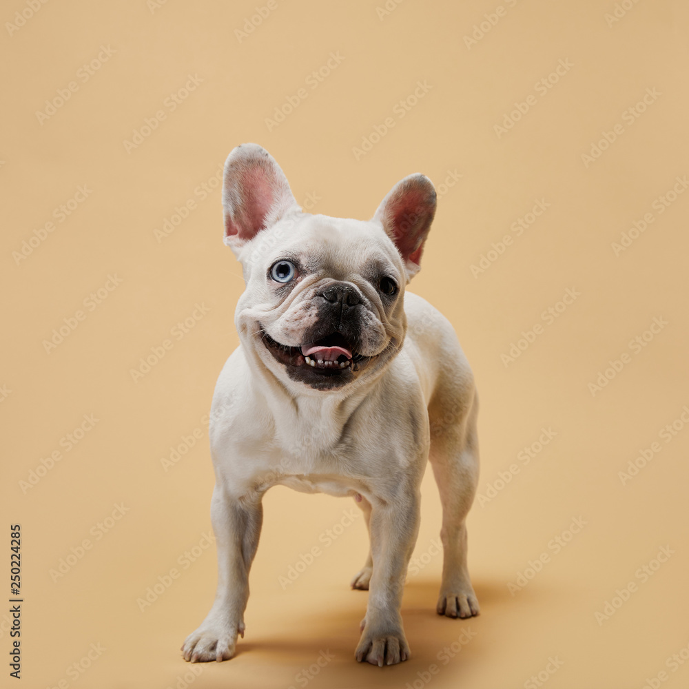 white french bulldog with dark nose and mouth on beige background white french bulldog with dark nose and mouth on beige background