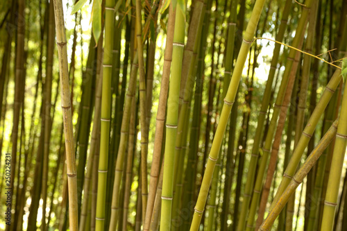 Bamboo stalks in the park as a background
