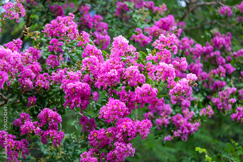 Beautiful pink flowers on a tree in the park