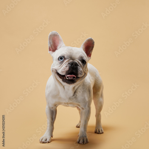 white french bulldog with dark nose and mouth on beige background © LIGHTFIELD STUDIOS