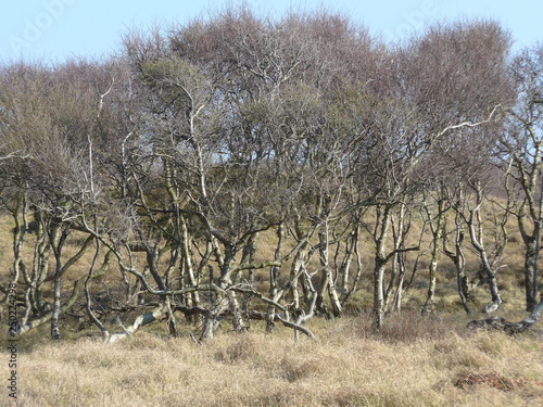 Sträucher, Weide, Windschutz