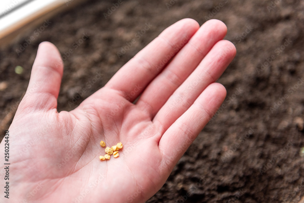 Female hands sow seeds in the ground. Female hands sow seeds in the ground.
