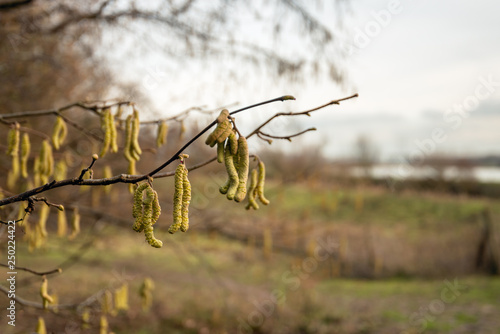 Male yellow colored alder catkins hanging on the bare branches of a tree in front of a rural landscape.  The photo was taken at the end of a cloudy day in the Dutch winter season.