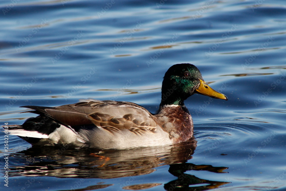 duck in water duck in water