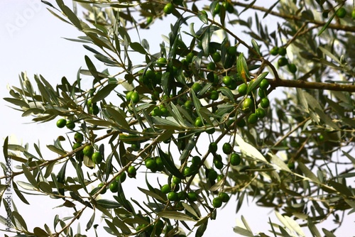 olivenzweig