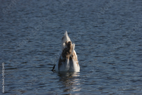 Young swan, turned upside down seeking something under water.