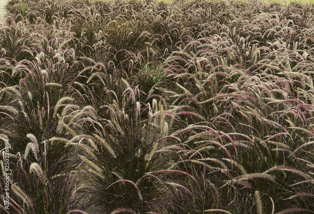 Spikelet field of pennisetum in different shades of green Spikelet field of pennisetum in different shades of green
