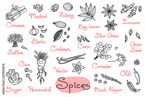 Set drawings of spices for design menus, recipes and packages product
