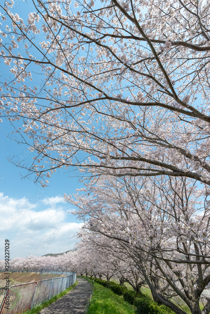 full blooming of cherry blossom in Japan