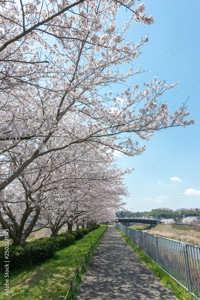 full blooming of cherry blossom in Japan full blooming of cherry blossom in Japan