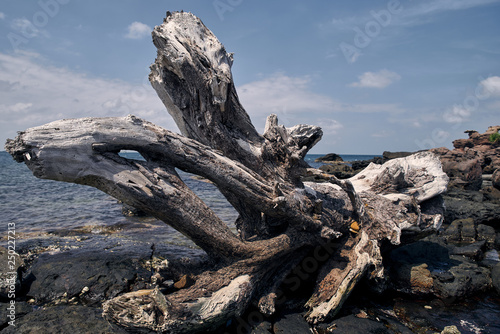 tree on a rock