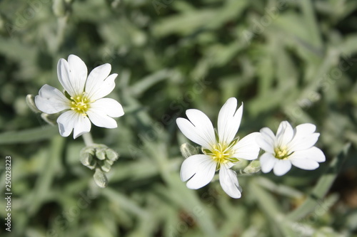 Closeup of wild flowers. White star-shaped stitchwort or stellaria on green grass background.