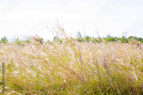 Fototapeta Naklejka Na Ścianę i Meble -  beautiful natural meadow at sunlight background