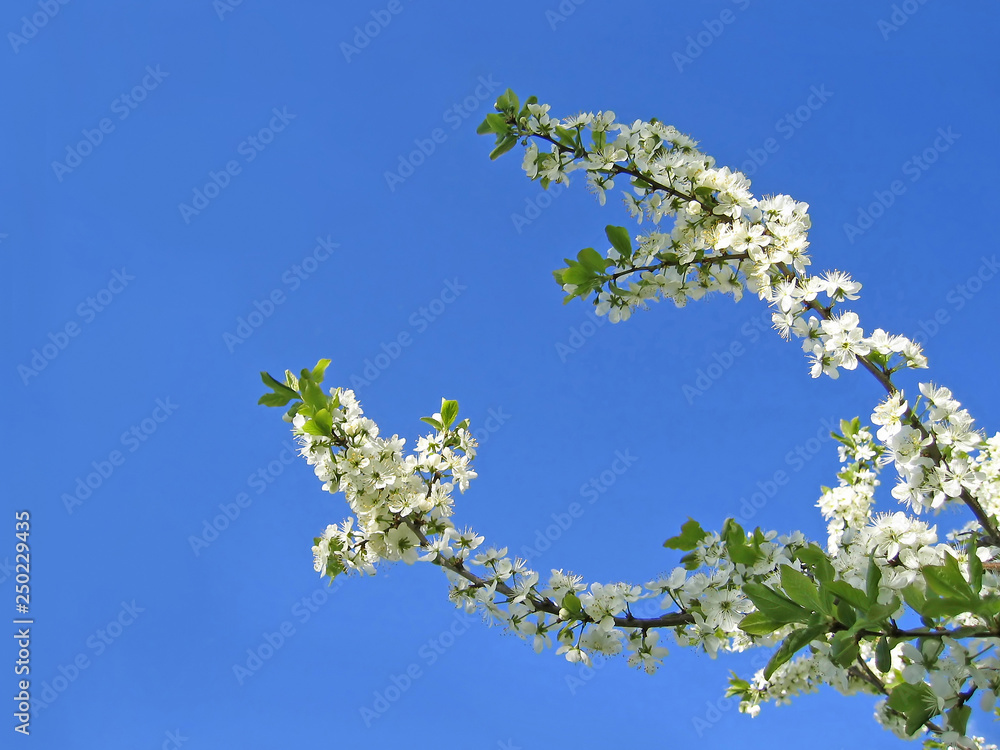 Branch of blossoming tree
