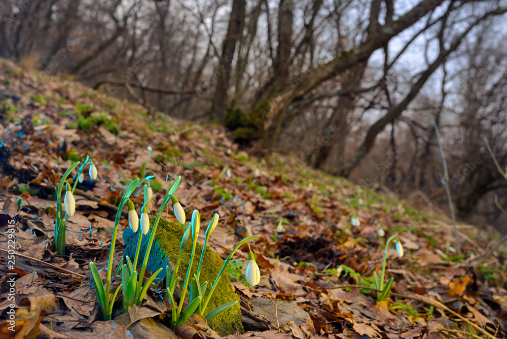 Obraz premium First spring flowers, snowdrops in forest