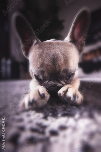 cute french bulldog © Marco