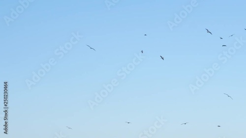 Many seagulls birds flying on blue sky near sea on sunny day