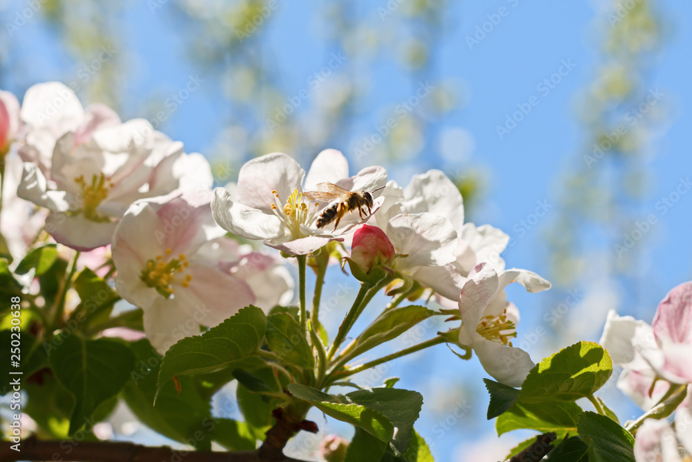 Closeup of flowering apple tree in spring