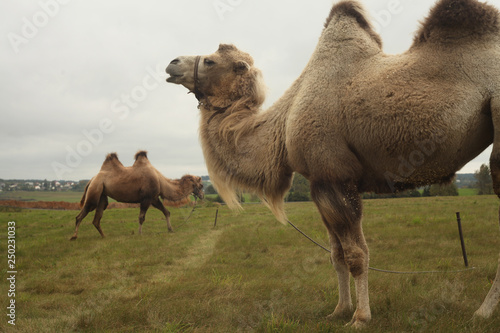 camels grazing in a meadow