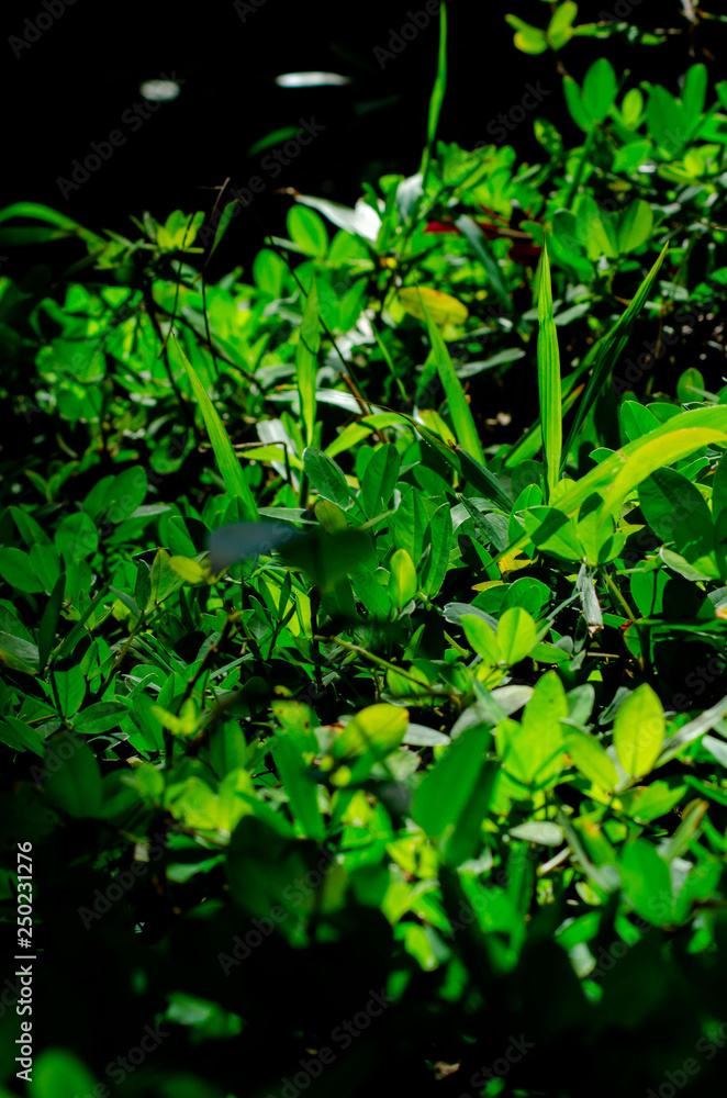 Nature Nature