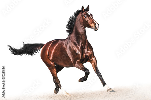 Brown warmblood horse in gallop white background