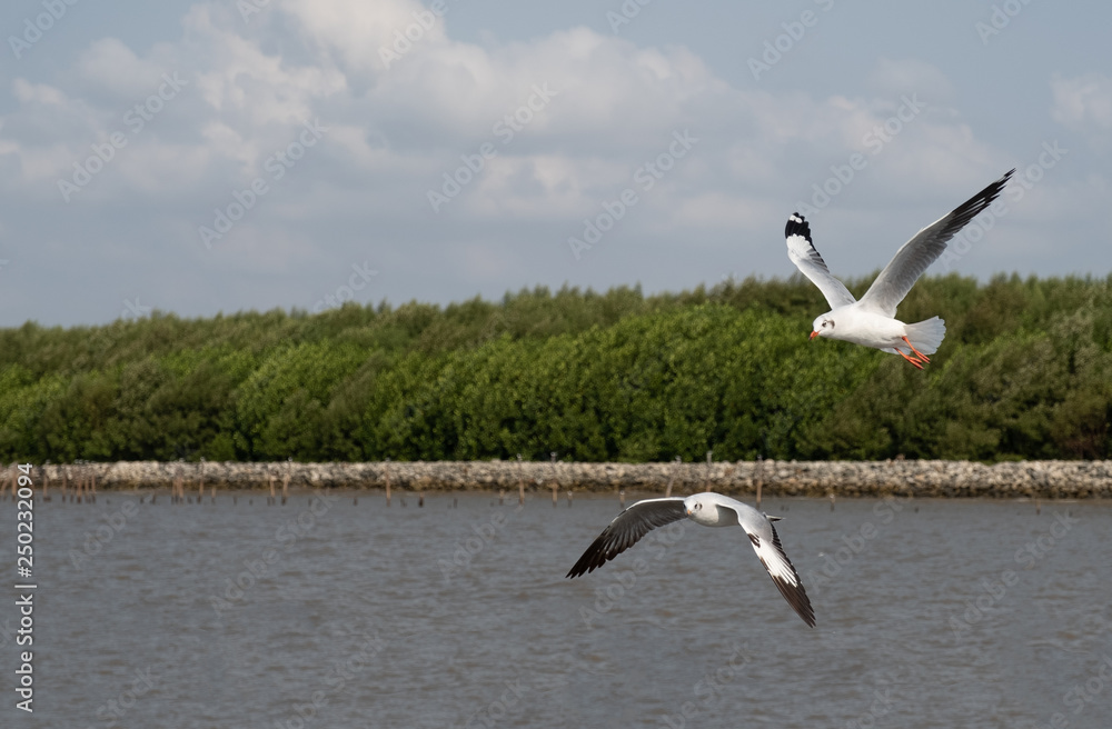 Flock of seagull flying over the sea in Thailand Flock of seagull flying over the sea in Thailand