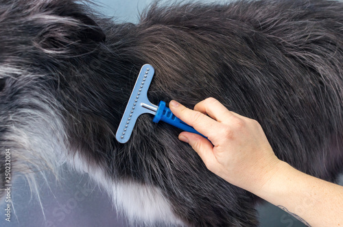 Hairdresser combing the hair of a silken windhound