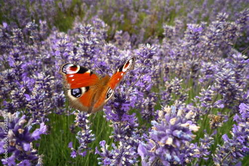 Peacock Butterfly in Lavender