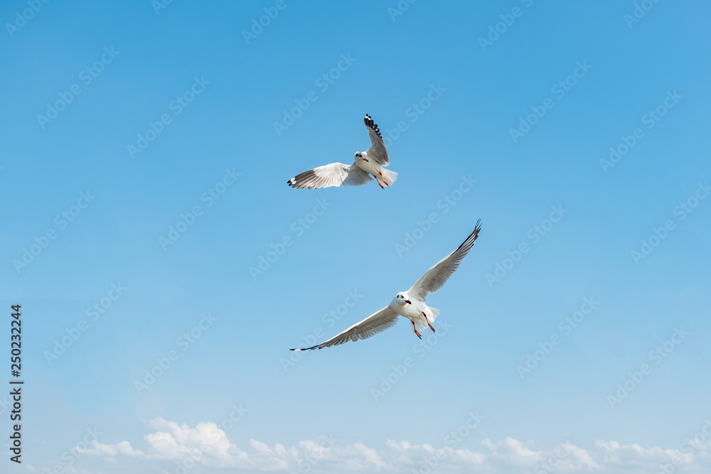 Flock of seagull flying over the sea in Thailand Flock of seagull flying over the sea in Thailand