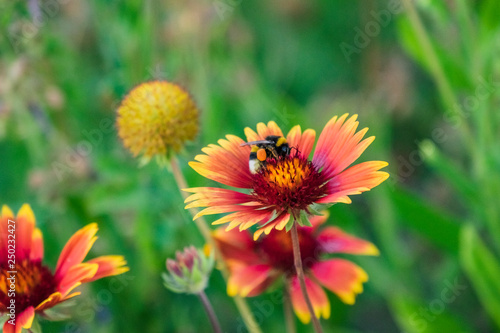achillea milefolium polinizada con abeja © oscarperezfoto