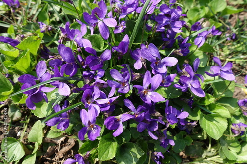 Bright purple flowers of dog violets in spring