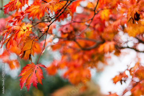 A colorful walk in autumn time - Planten un Blomen, Hamburg © rutkowskii