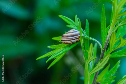 snail refugee in plant