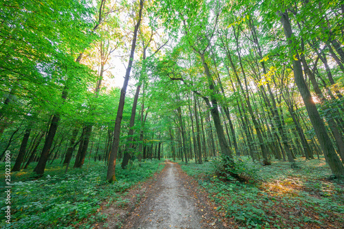 Fototapeta Naklejka Na Ścianę i Meble -  beautiful green forest in summer