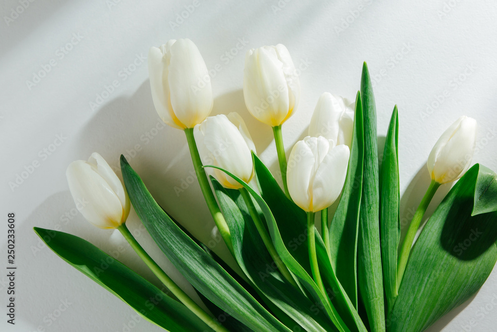 White tulips on white background with morning sunlight. Stylish lifestyle Compositions. White tulips on white background with morning sunlight. Stylish lifestyle Compositions.