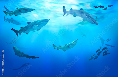 Life in tropical waters. Hunting sharks. Shoal of fish.