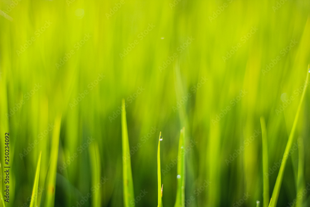 Obraz premium Green grass background