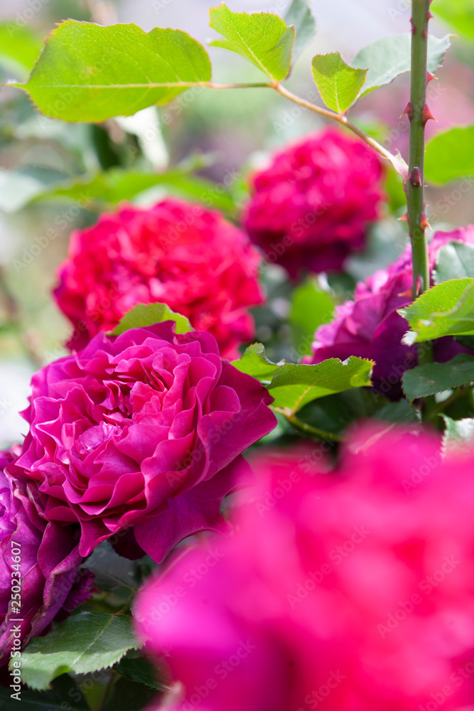 Fototapeta premium rose flowers in a garden