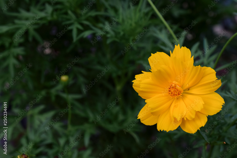 yellow flower in the garden yellow flower in the garden