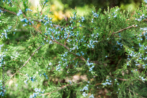 Green thuja tree branches background. juniper wish berries background close up. close up
