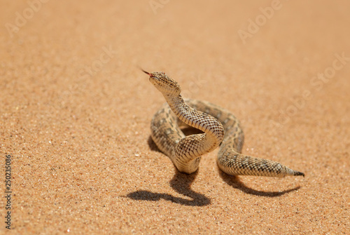 Peringuey's Adder - Bitis peringueyi, small venomous viper from Namib desert, Walvis Bay, Namibia.