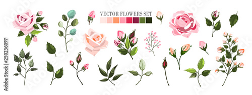 Set of pale pink rose flowers and green leaves floral bouquets, branch