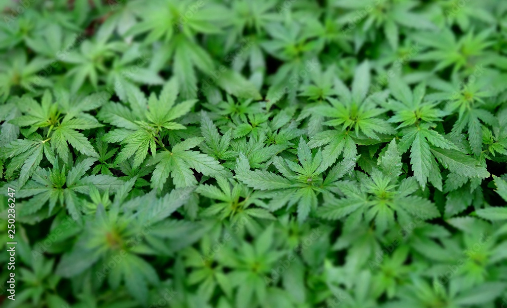 Green cannabis leaves with soft focus texture background Green cannabis leaves with soft focus texture background