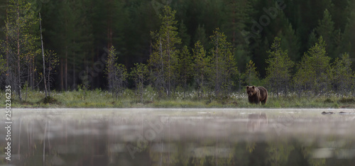 brown bear in the misty taiga landscape
