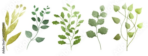 Watercolor branch with leaves. Herbs Illustration isolared on white background. Botanic set